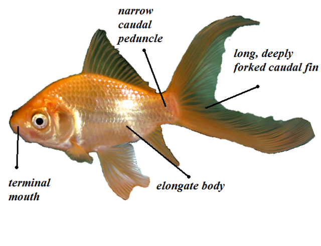 Comet Goldfish Fish Species Profile
