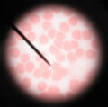 Blood magnified at 1000x. Cells appear smaller in photo, than actual size.