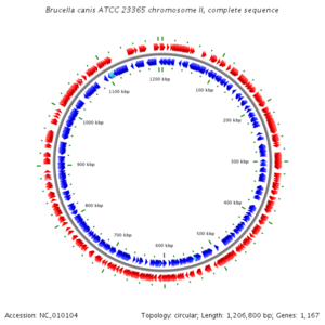 Brucella genome.png