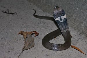Chinese cobra (2).jpg