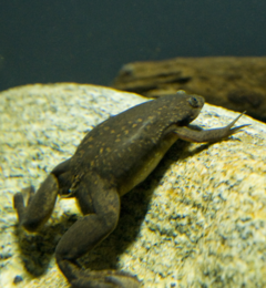 Xenopus laevis.png