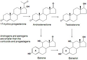 Androgen estrogen synthesis structures.jpg