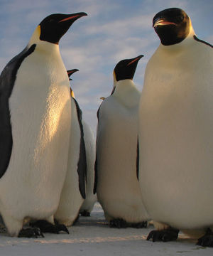 Emperor-penguins.jpg