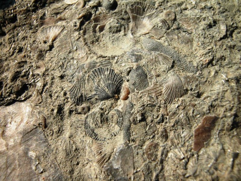 File:Ohio fossil 8677.JPG