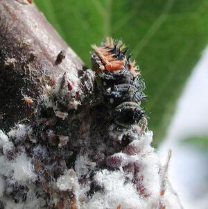 Aphid ladybug 7462.JPG