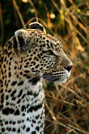 Leopard face small.jpg