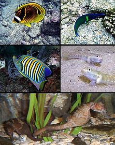 Clockwise from top-left:Butterflyfish, Wrasse, Goby, Seahorse, and Anelfish.