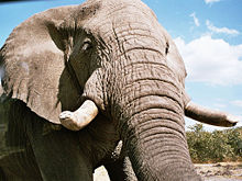 An elephant in Angola