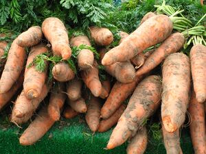 Carrots.jpg