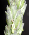 Wheat at the anthesis stage; wheat spikelet with the three anthers sticking out.