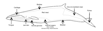 Most commonly butchered portions of a Minke whale.