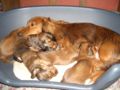 Long-haired dachshund with puppies