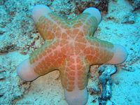 Granulated sea star (Choriaster granulatus) is just one of the many animals that populate the Great Barrier Reef.