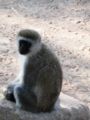 A vervet monkey (Cercopithecus aethiops). South Africa.Template:Photo