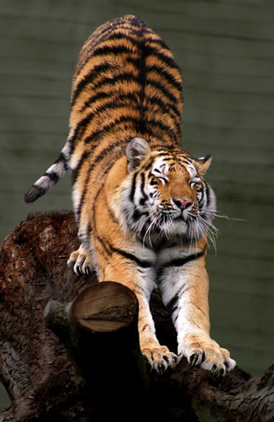 File:Siberian Tiger by Malene Th.jpg