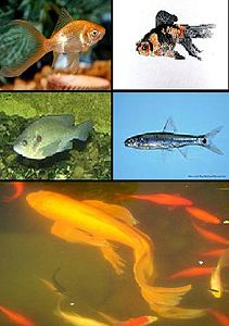 Clockwise from top-left:Comet Goldfish, Twintail Goldfish, Shiner, Butterfly Koi, and Sunfish