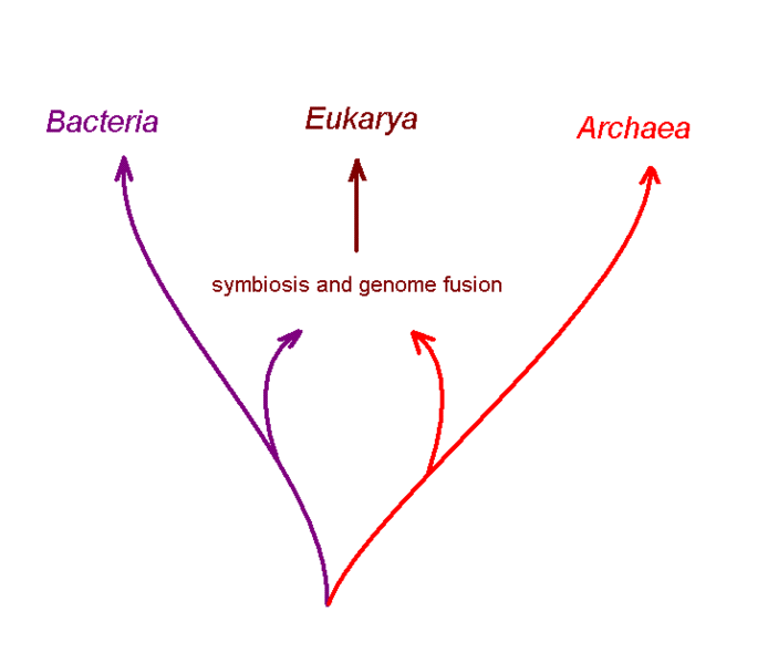 File:Genome fusion eukarya.gif