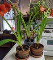 These Amaryllis bulbs have bloomed and are beginning to grow long leaves which will nurture and replenish the bulb's strength.