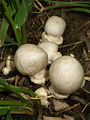 Young specimens like these are sometimes mistaken for puffballs or other non poisonous mushrooms.
