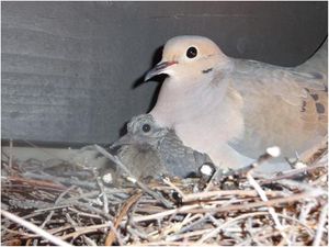 Dove with squab.JPG