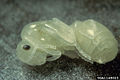 File:Red imported fire ant pupa.jpg
