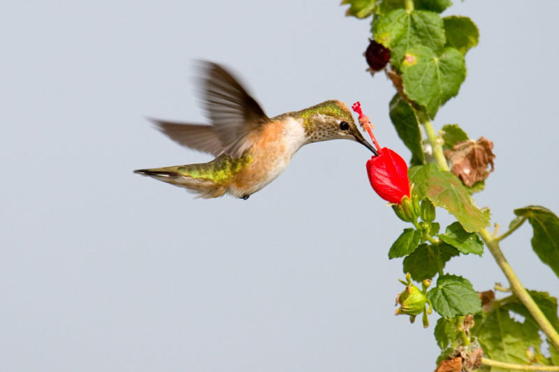 File:Female Rufous hummingbird--pollinating.jpg