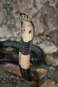 A forest cobra