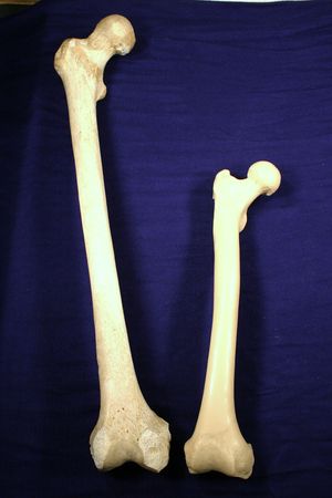 Human femur next to chimpanzee femur.JPG