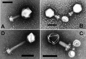 Myoviruses P-SSM2 and P-SSM4.gif