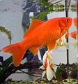 Common Goldfish with fancy goldfish in the background