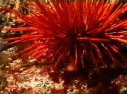 Red Sea Urchin. (PD) Photo: Michael Nishizaki