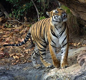 Panthera tigris (Tiger) - Citizendium