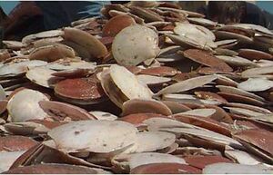 Atl sea scallop shells.jpg