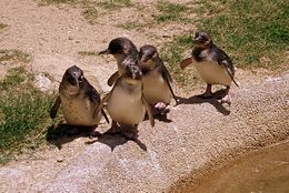 Little Penguins at the National Zoo & Aquarium, Canberra, Australia, from where Linus Trovalds stated he caught "penguinitis" after being nibbled by one.
