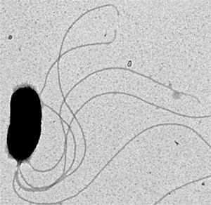 Vibrio Fischeri- PNAS 2005; 102(8) 2673-4, Figure 2.1 lores.jpg