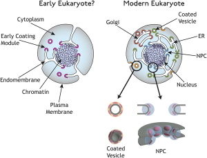 Eukaryotic cells membr.jpg