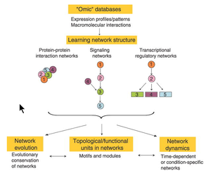 Bio Network Analysis.png