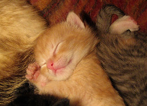 Picture of sleeping kitten; shhh! Don't wake him!