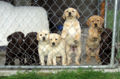 Black, chocolate, and yellow Labrador retriever puppies, including a fox-red variety of yellow