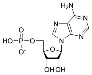AMP chemical structure.png