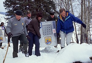 Reintroduced wolves being carried to acclimation pens, Yellowstone National Park, January, 1995.jpg